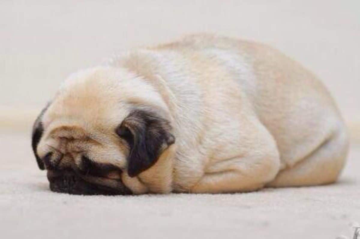 brown pug laying on the floor with the face planted on the floor