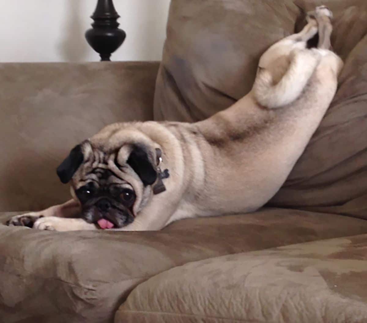 brown pug on a brown sofa and doing a downward yoga pose with the back placed on the back cushions