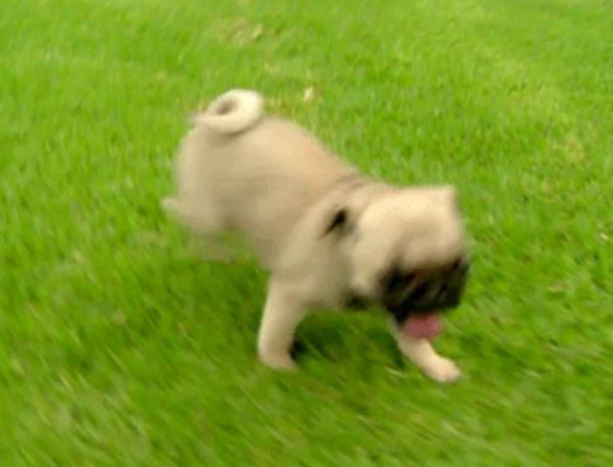 brown pug puppy running on grass