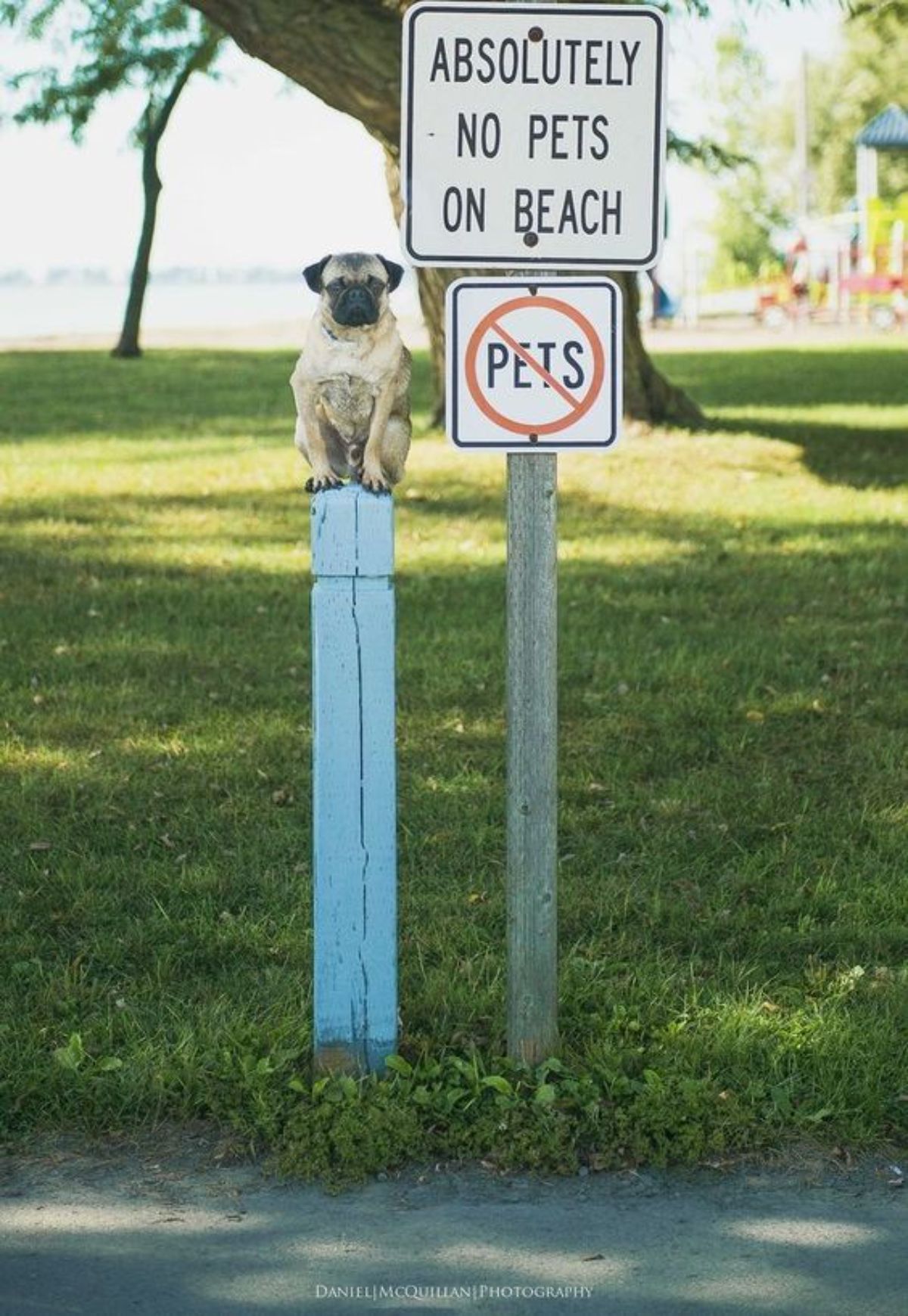 brown pug sitting on a white pole next to a no pets sign and an ABSOLUTELY NO PETS ON THE BEACH sign