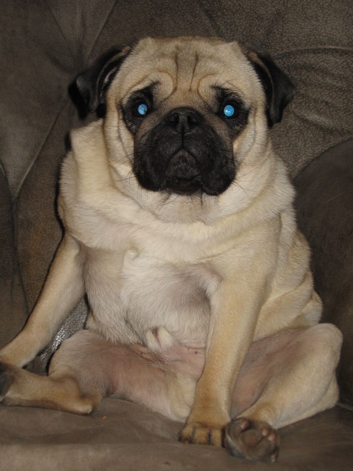brown pug sitting on its haunches on a brown sofa with one front leg placed between the two back legs