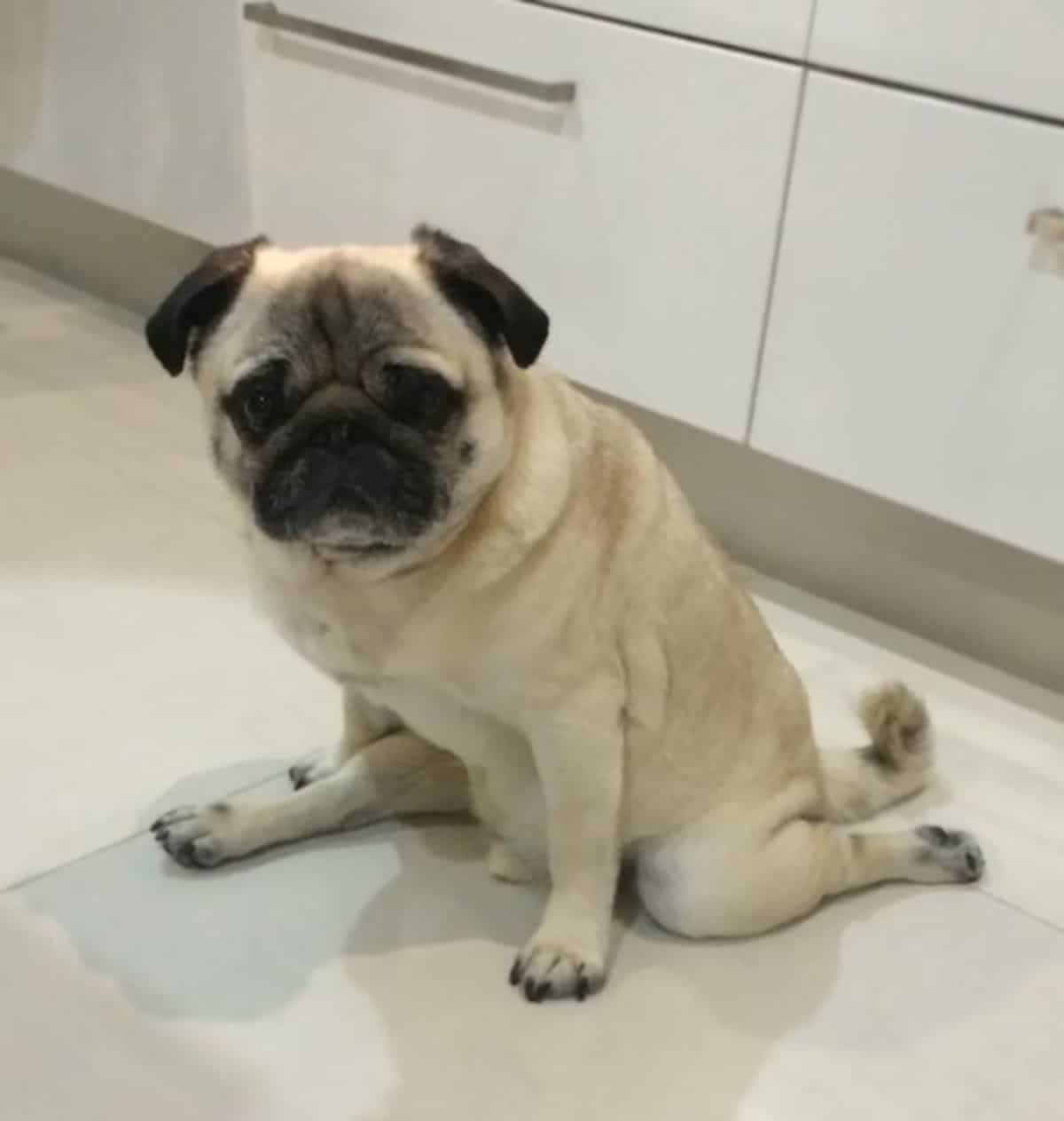 brown pug sitting with one back leg stretched to the front and the other stretched to the back