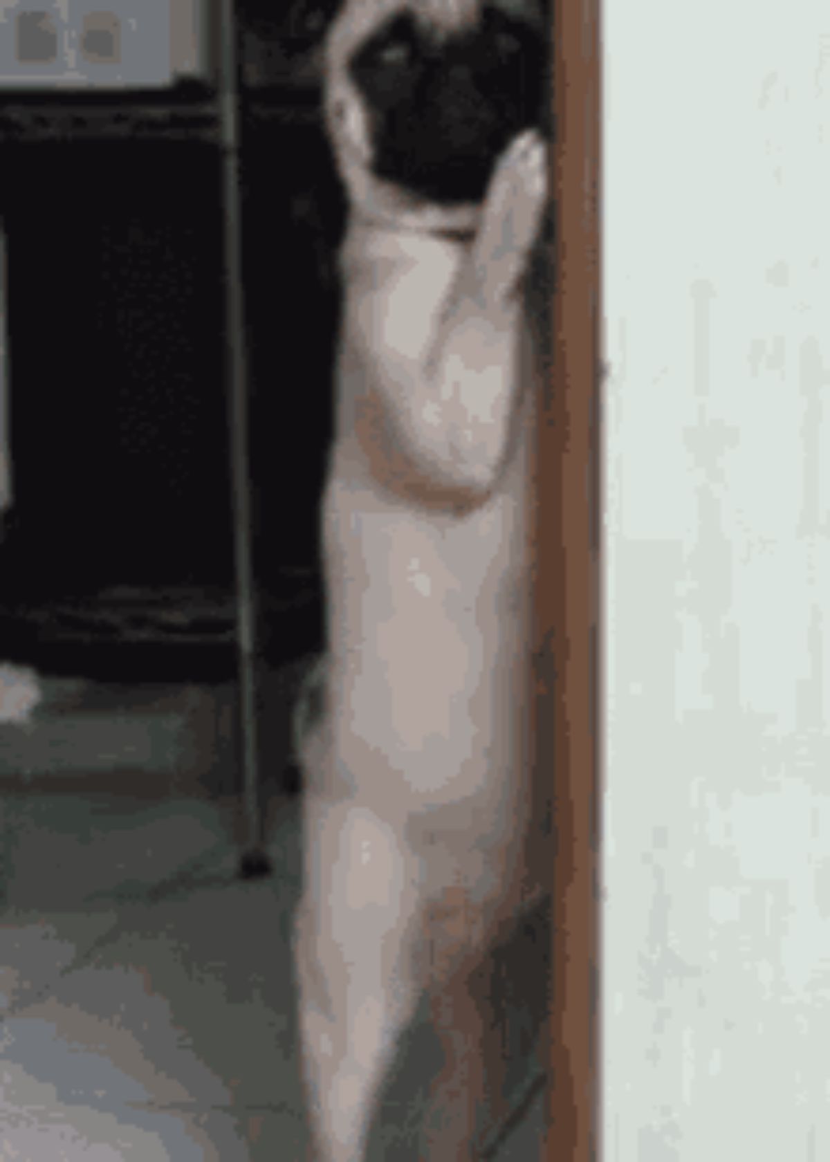 brown pug standing on hind legs and peering around a doorway