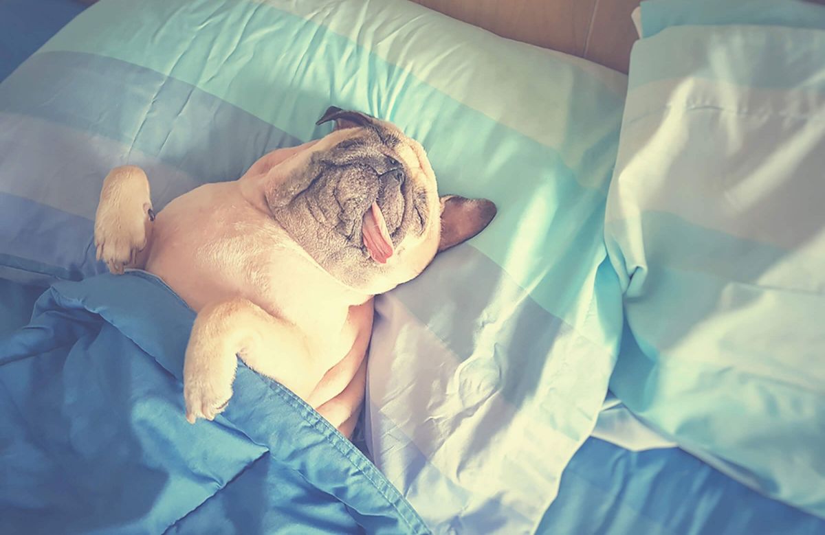 brown pug tucked under a blue blanket and sleeping on a blue and white pillow
