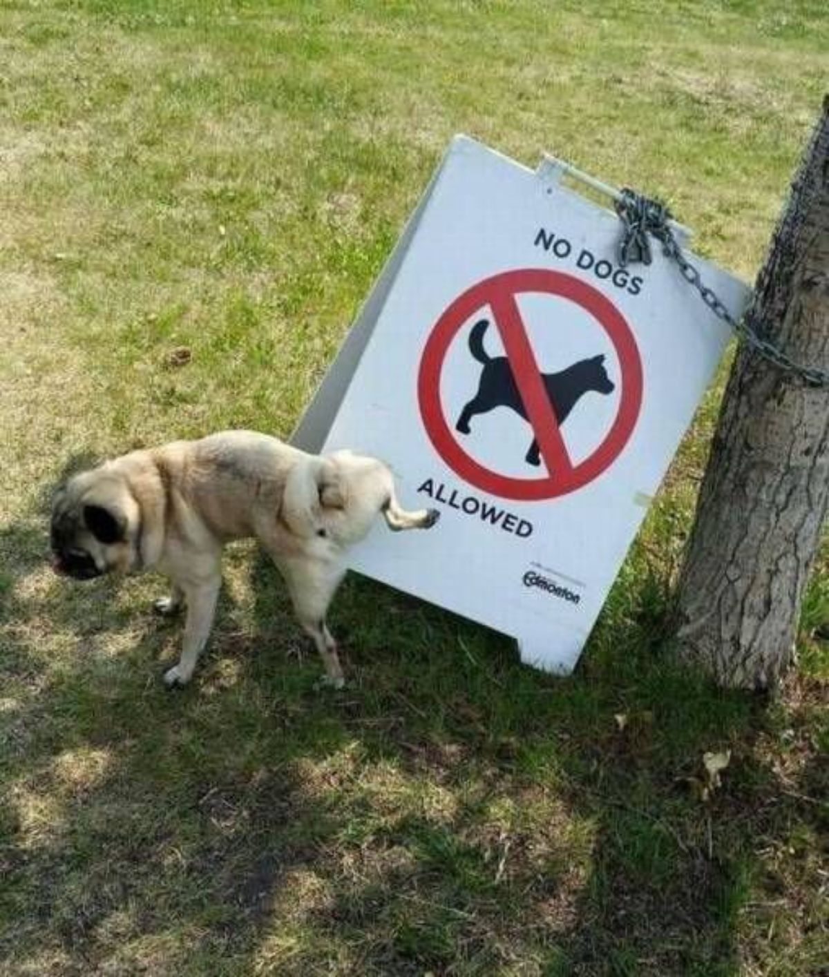 brown pug urinating on a NO DOGS ALLOWED sign