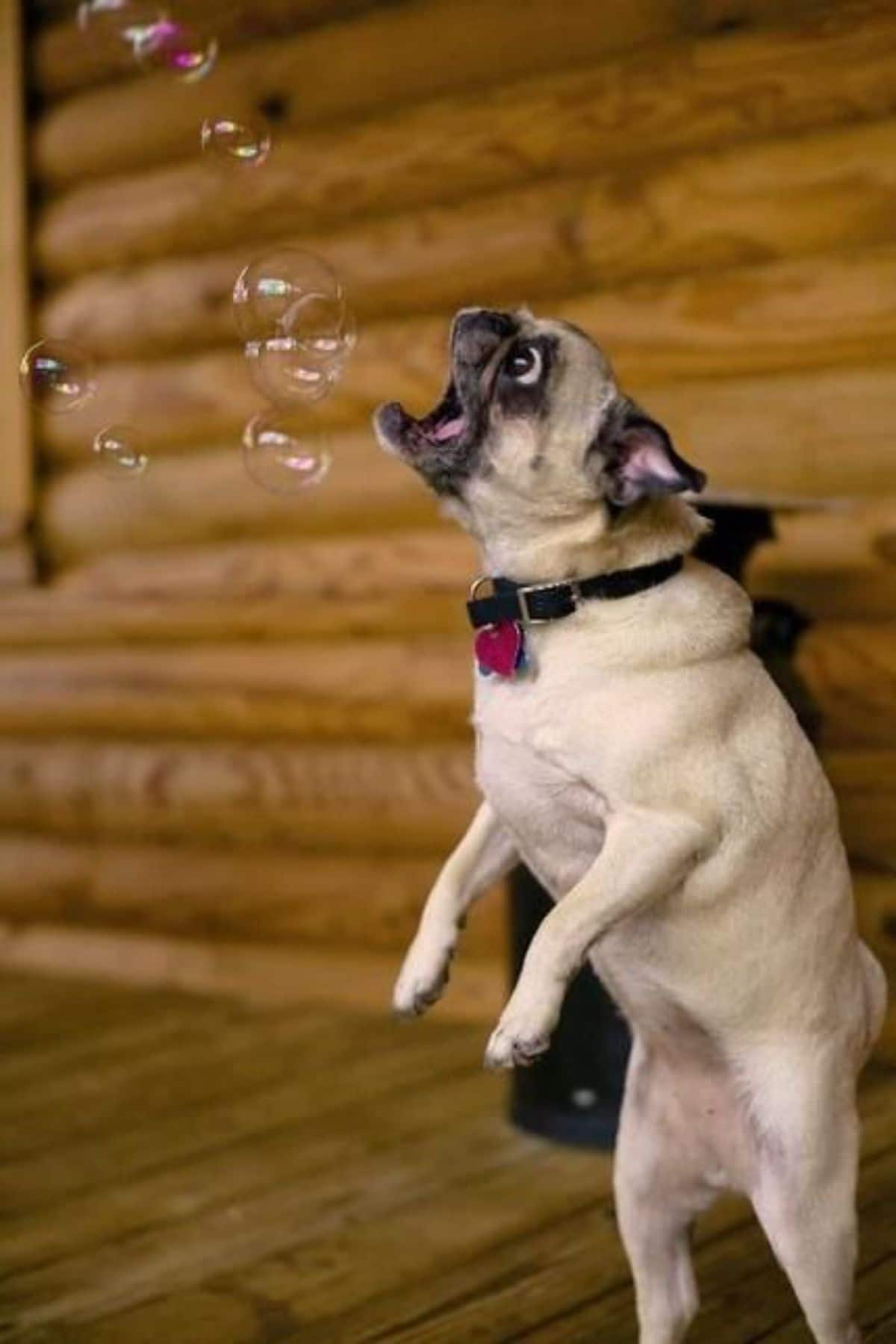 brown pug with mouth open trying to catch bubbles