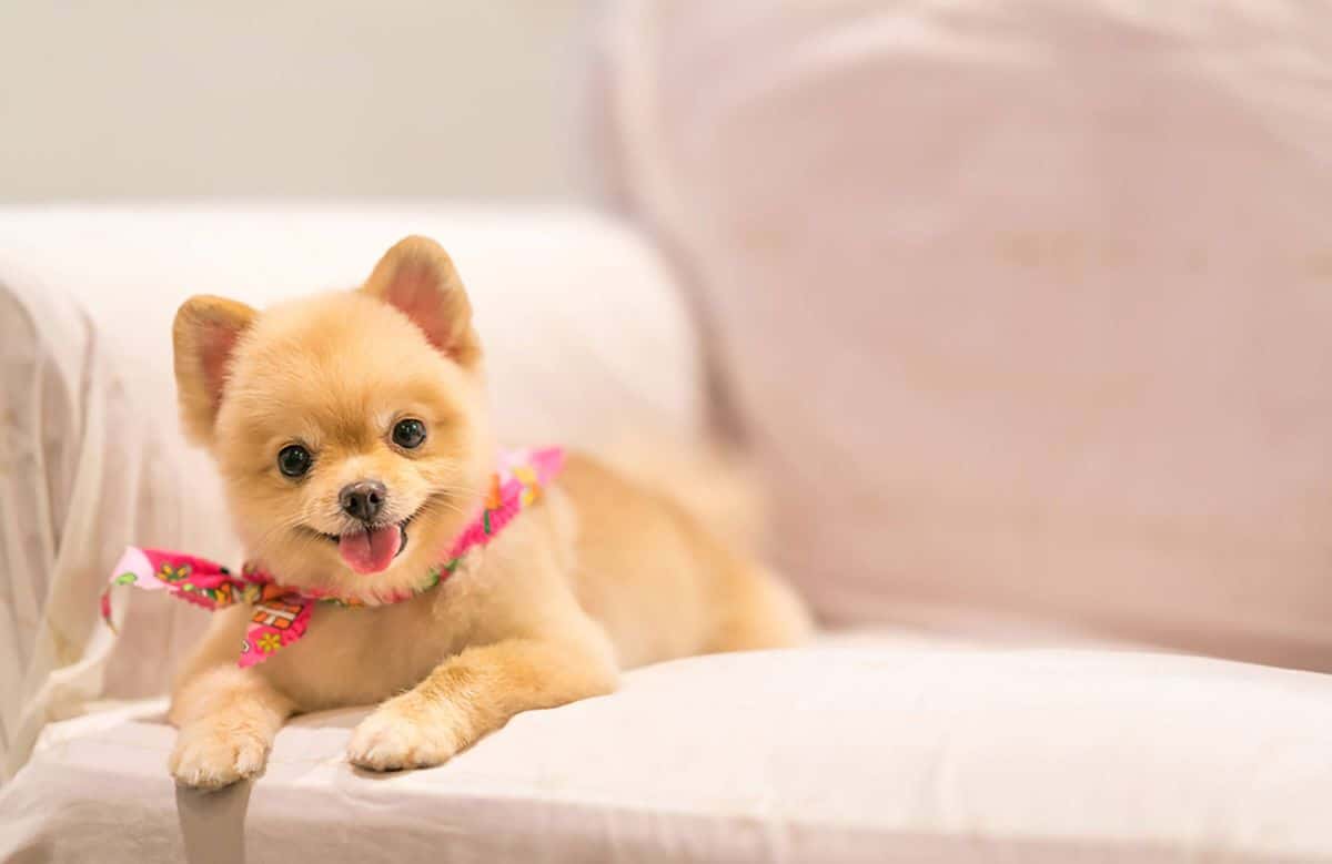 brown puppy in a pink floral bandana laying on a white blanket on a sofa