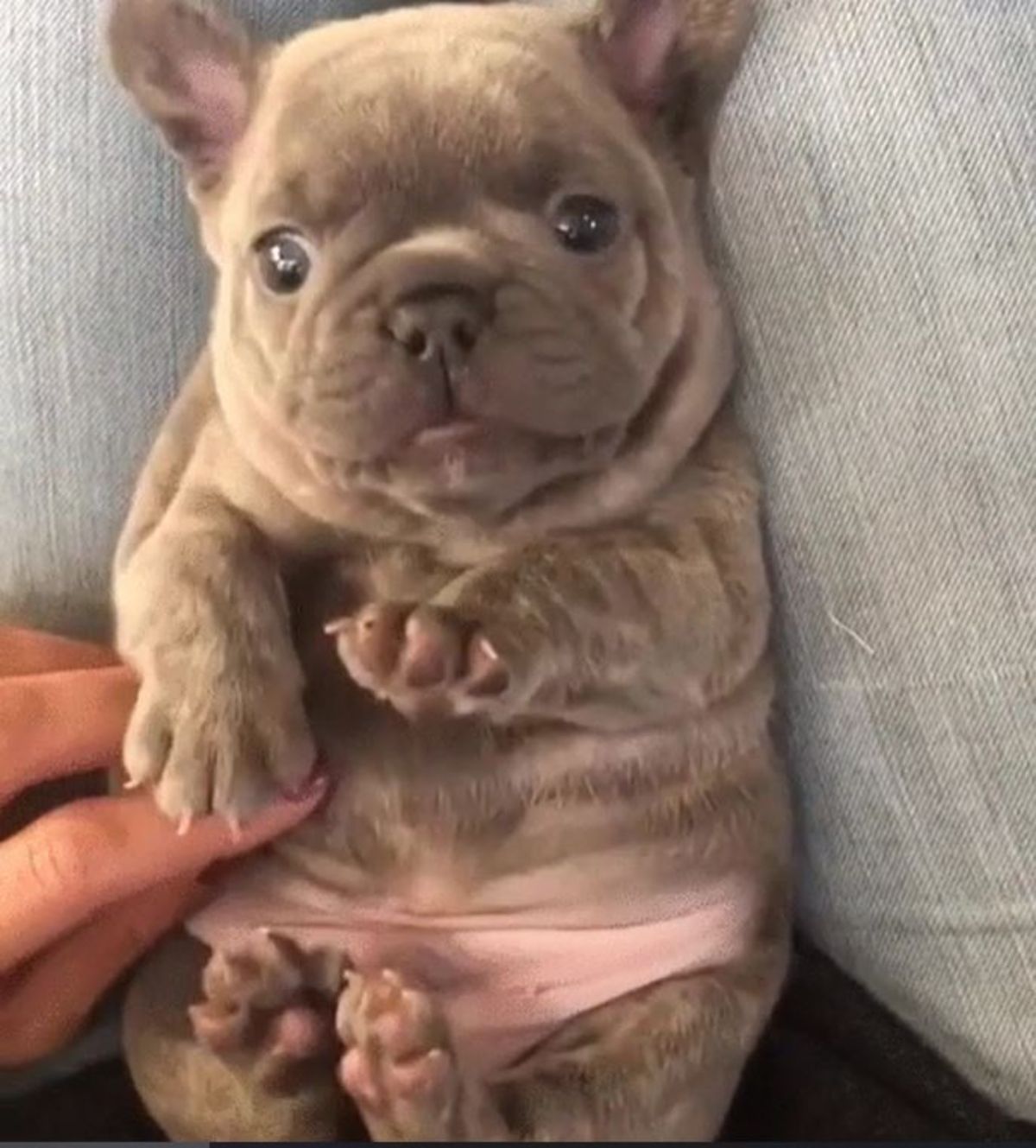 brown puppy laying belly up and getting belly rubs