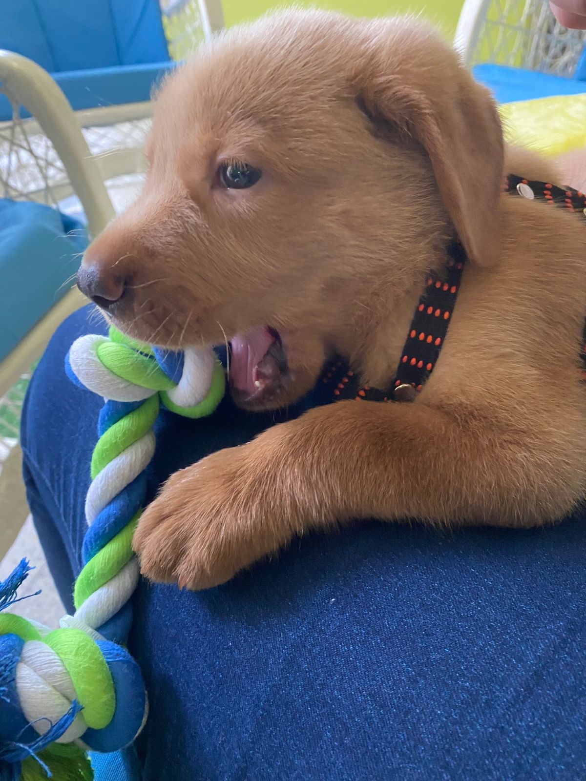 brown puppy laying on someone's lap and playing with a green and white rope toy.jfif
