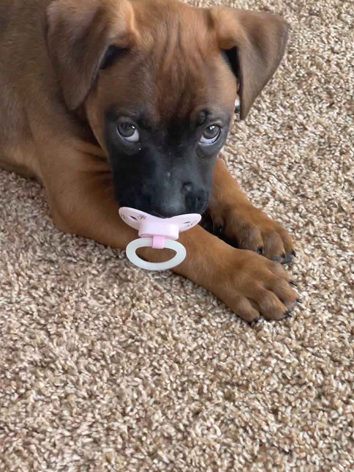 brown puppy laying on the floor with a pink pacifier in the mouth
