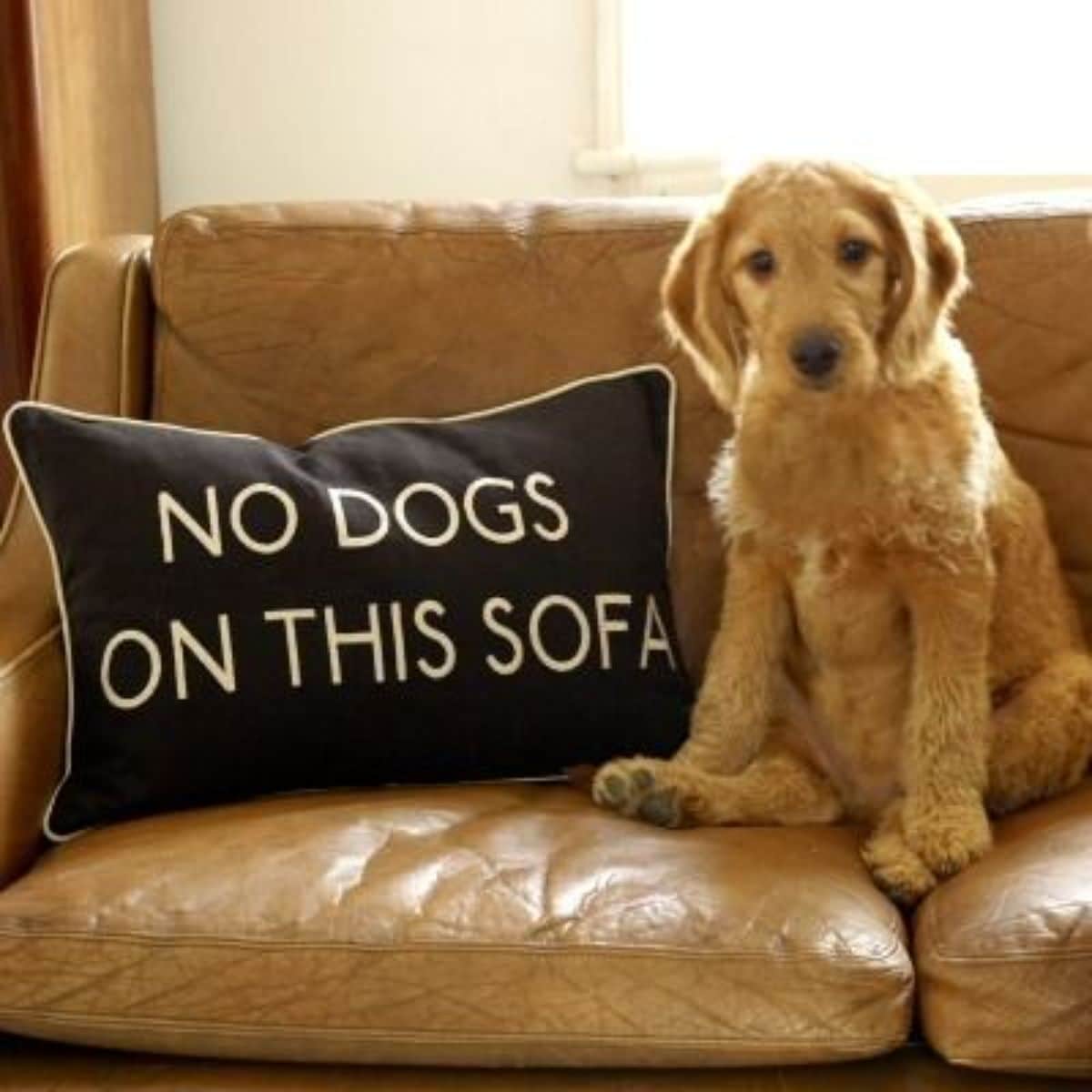 brown puppy sitting on a brown sofa next to a black cushion saying NO DOGS ON THIS SOFA