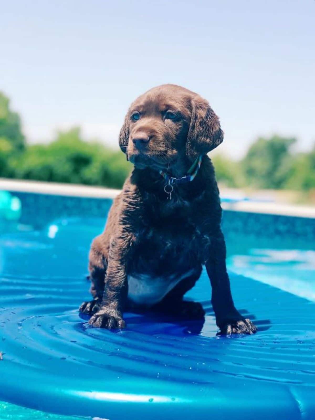 brown puppy sitting on a green pool float in a swimming pool