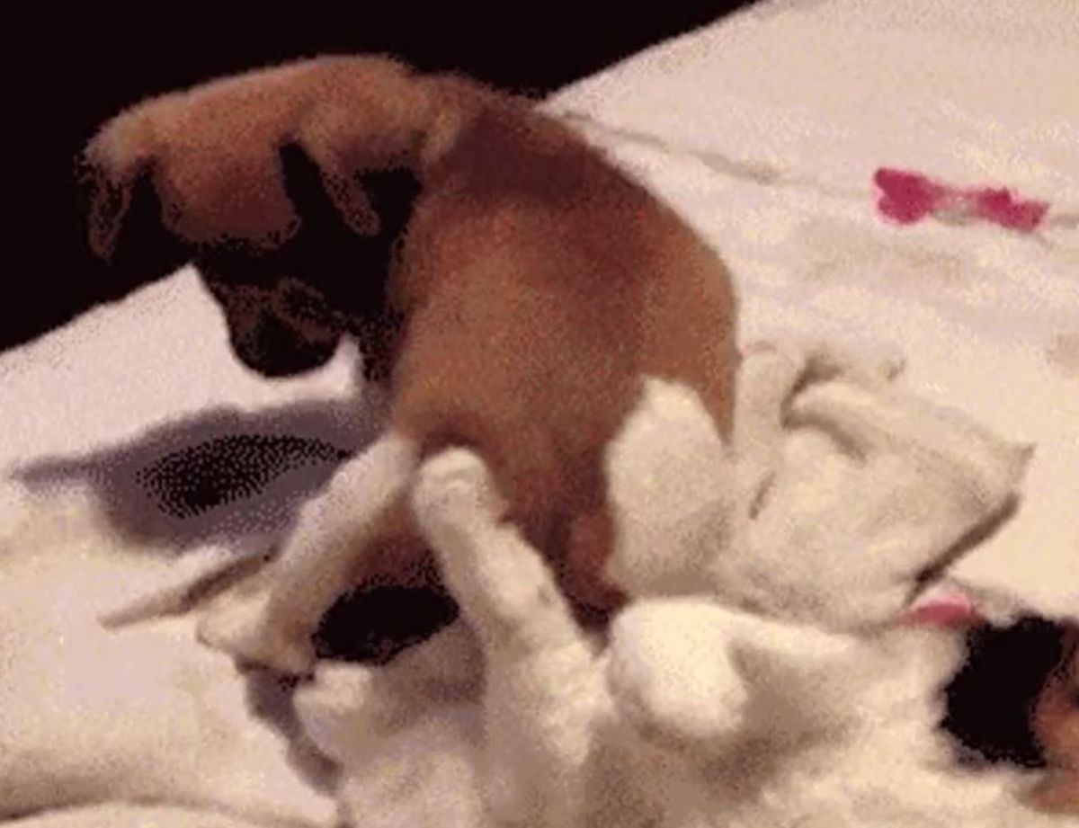 brown puppy sitting on the face of a white black and orange cat laying belly up on a white bed