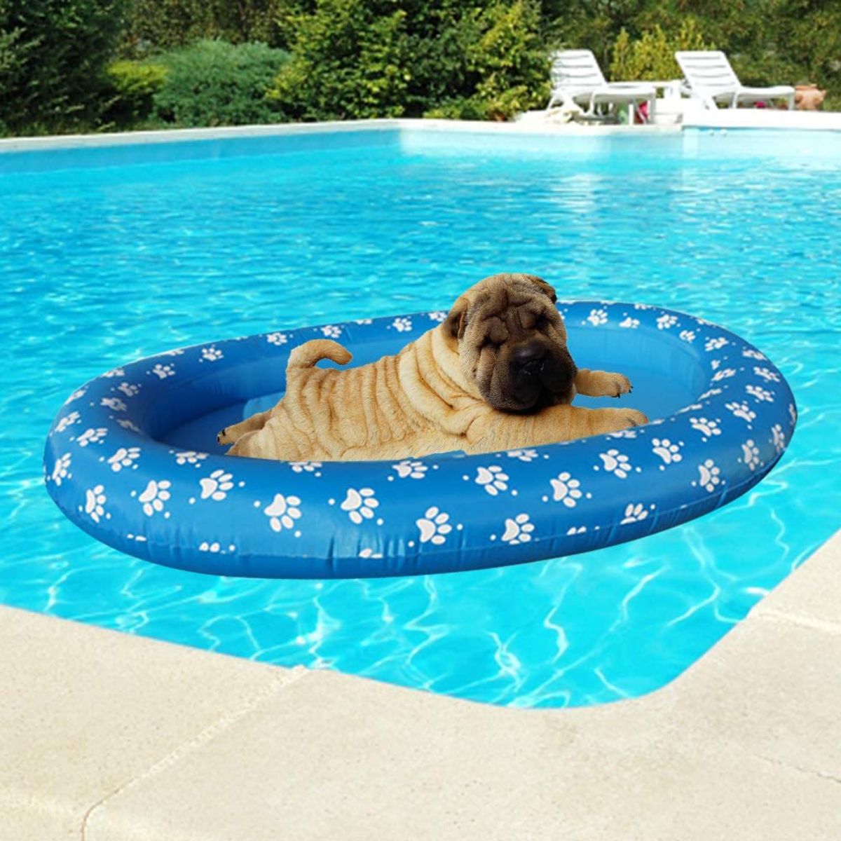 brown shar pei in a green and white pool float in a swimming pool