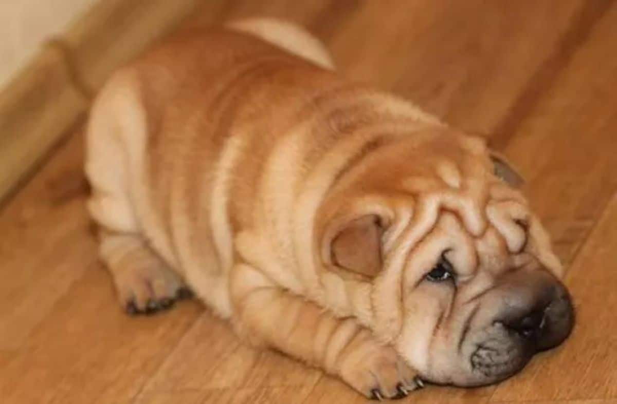 brown shar pei puppy laying on the floor