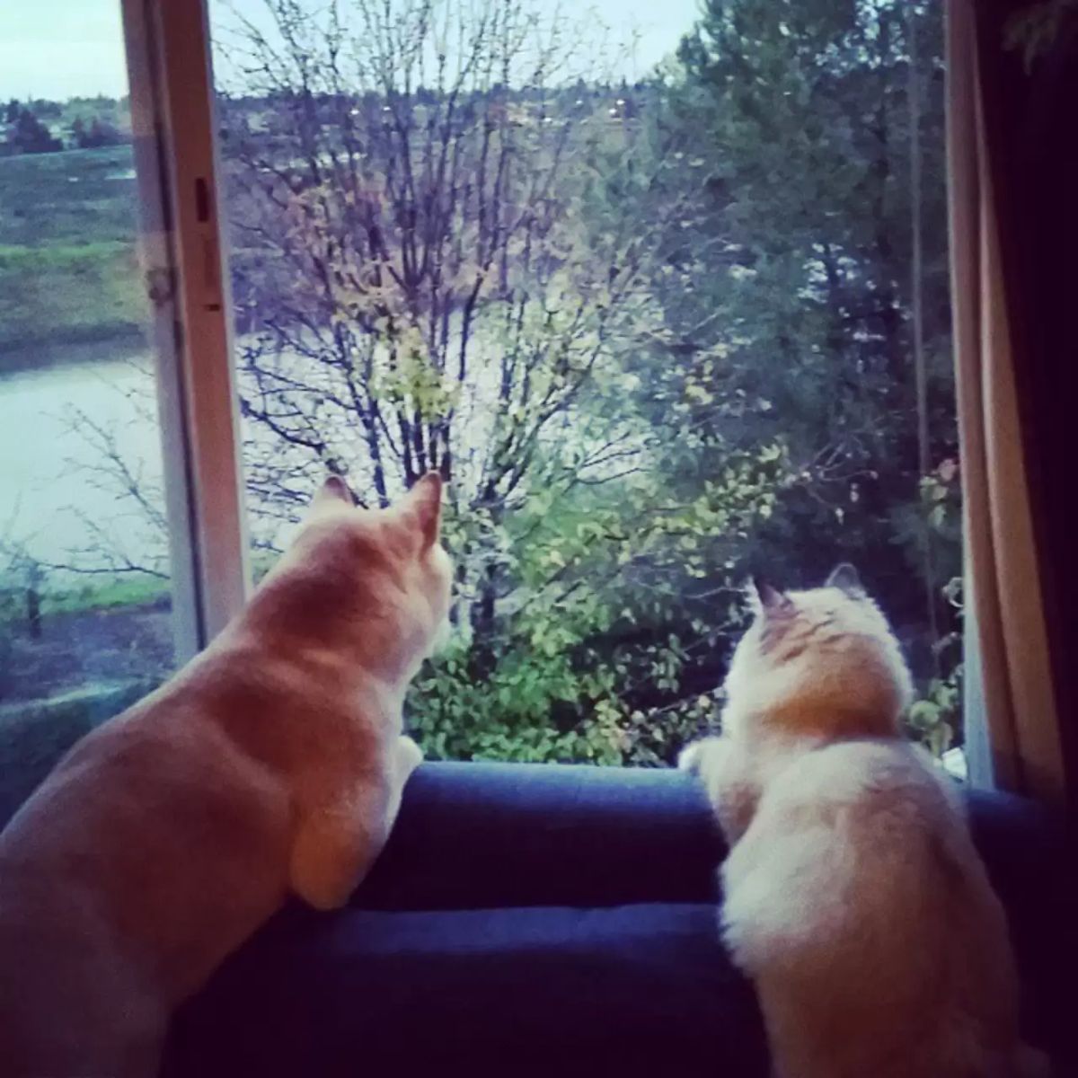 brown shiba inu and fluffy orange cat sitting on their haunches and looking out of a window