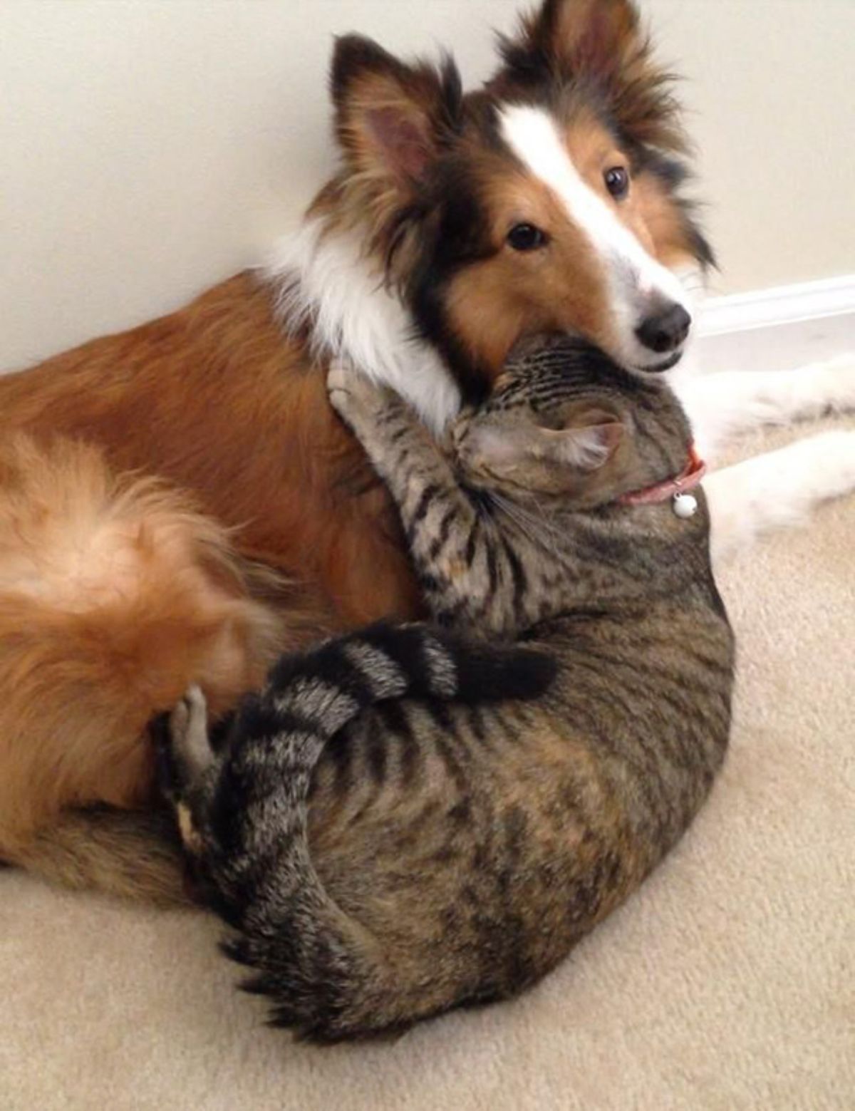 brown tabby cat sitting up and holding onto a brown black and white collie