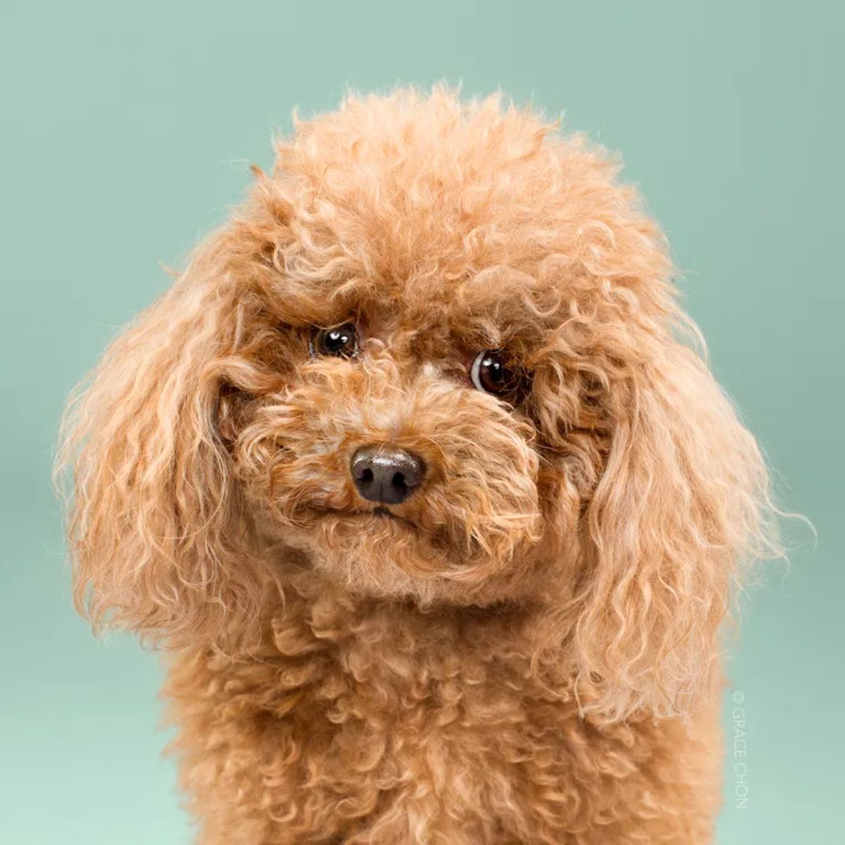 brown toy poodle looking at the camera