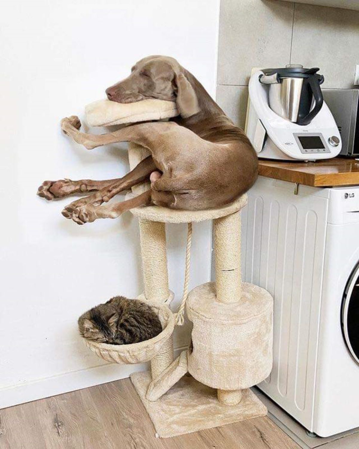 brown weimaraner laying on a brown cat tree