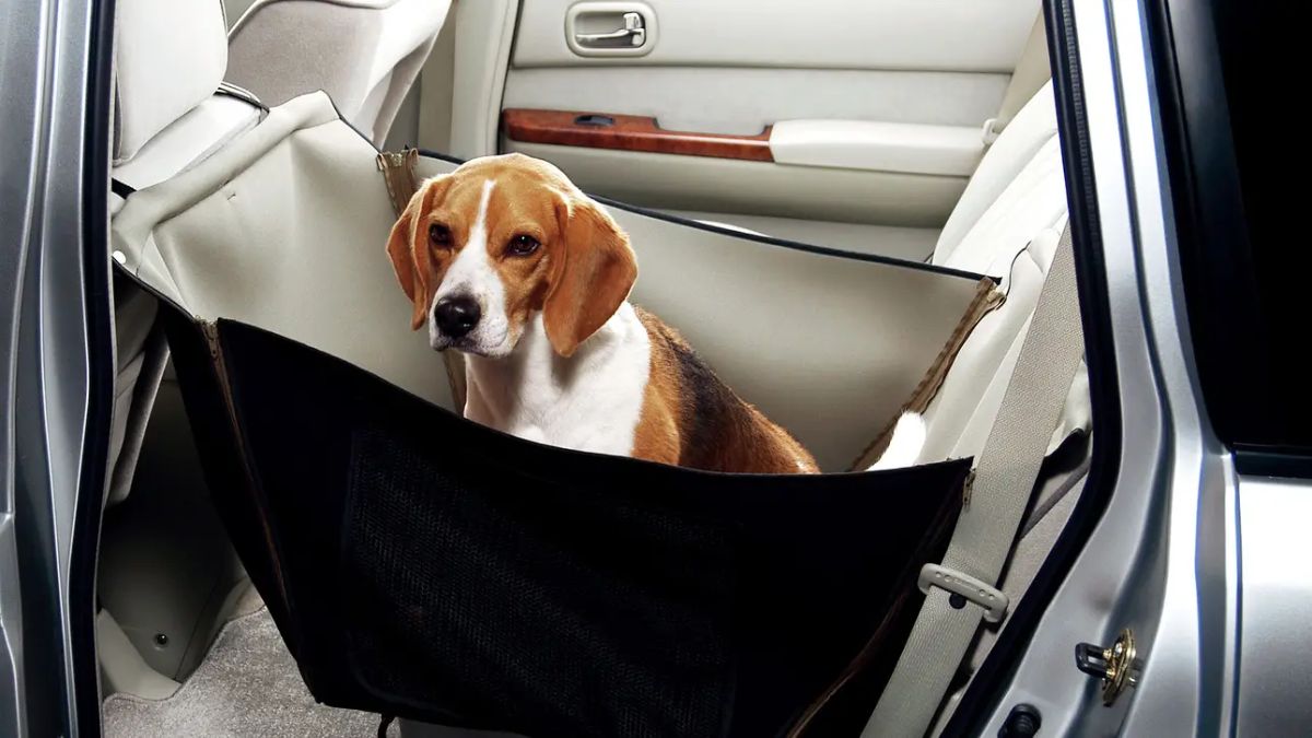 brown white and black beagle inside a car