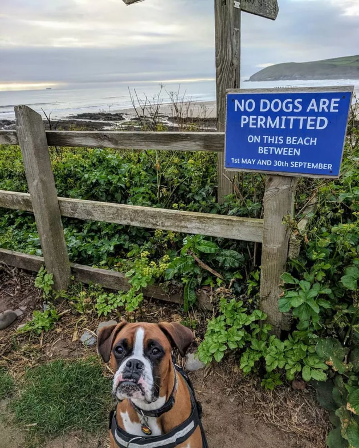 brown white and black boxer sitting by a sign saying NO DOGS ARE PERMITTED by a beach