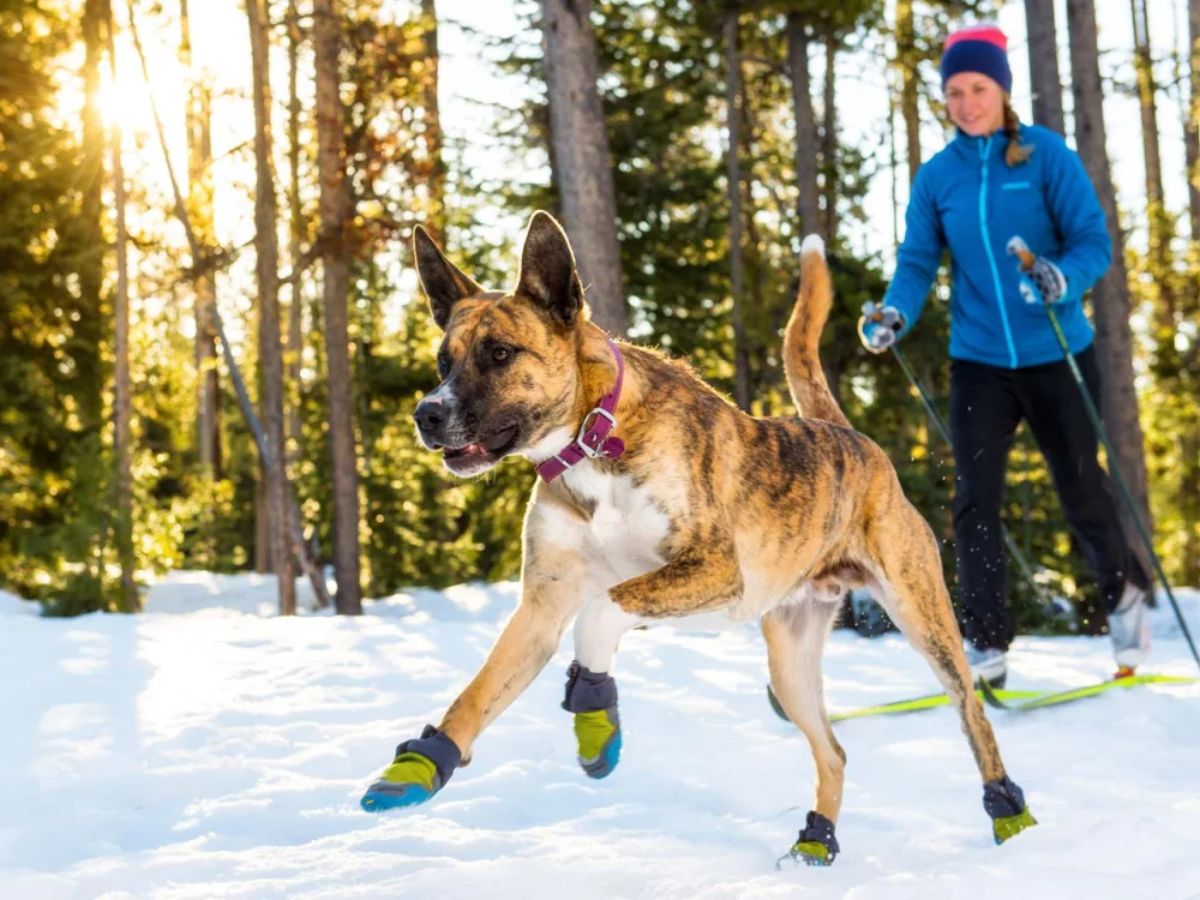 brown white and black brindle dog in green blue and black boots running in snow with a skiing woman behind it