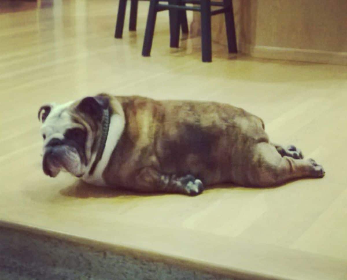 brown white and black bulldog laying on the floor with all legs stretched towards the back