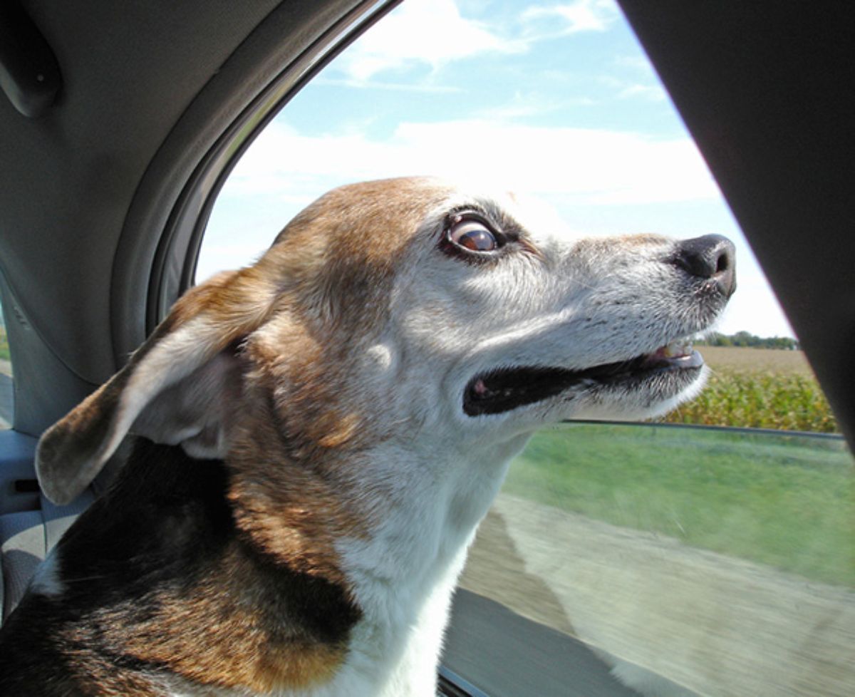 brown white and black dog leaning the head out of the window with the eyes widened