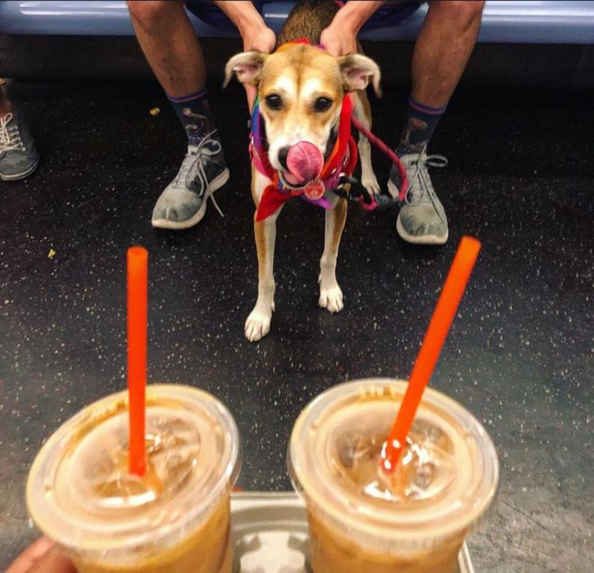 brown white and black dog on a leash sitting on a train floor being held by a man with someone holding 2 coffees close to the camera