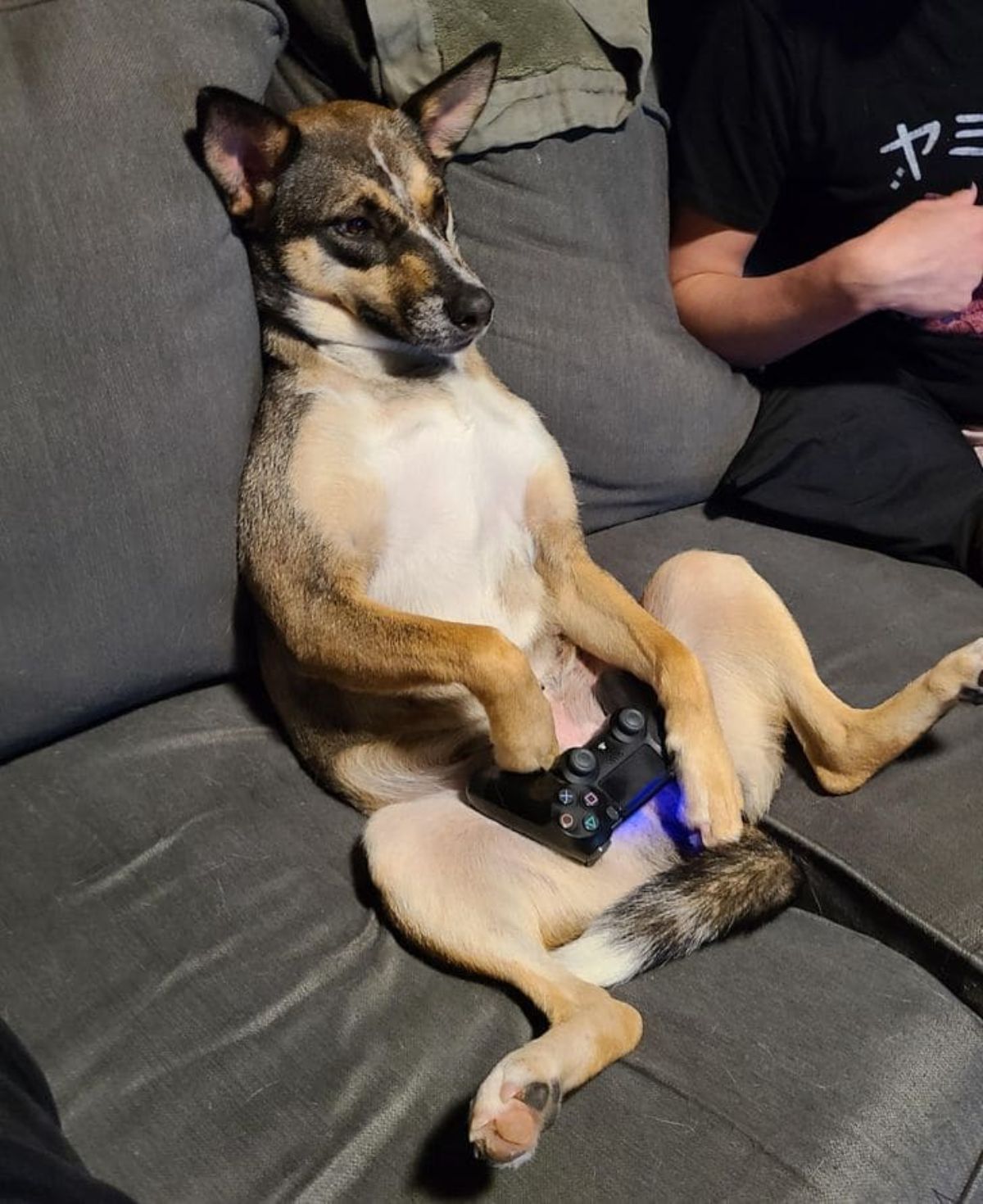 brown white and black dog sitting up leaning against a grey sofa with a game console on its stomach