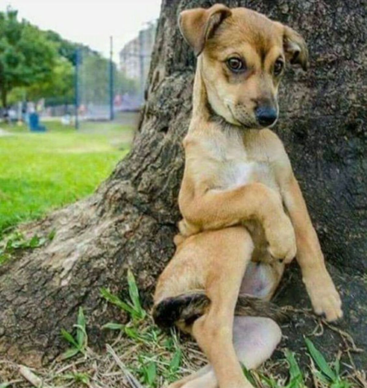 brown white and black puppy sitting on haunches against a tree with the front leg placed on the bottom leg's thigh
