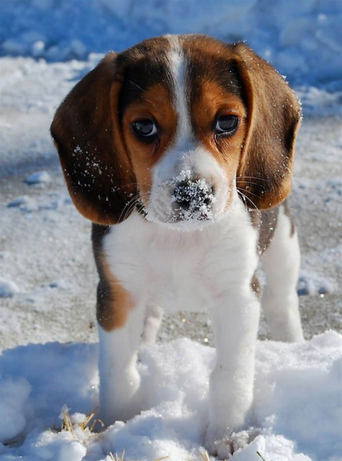 brown white and black puppy standing on snow with snow on its nose