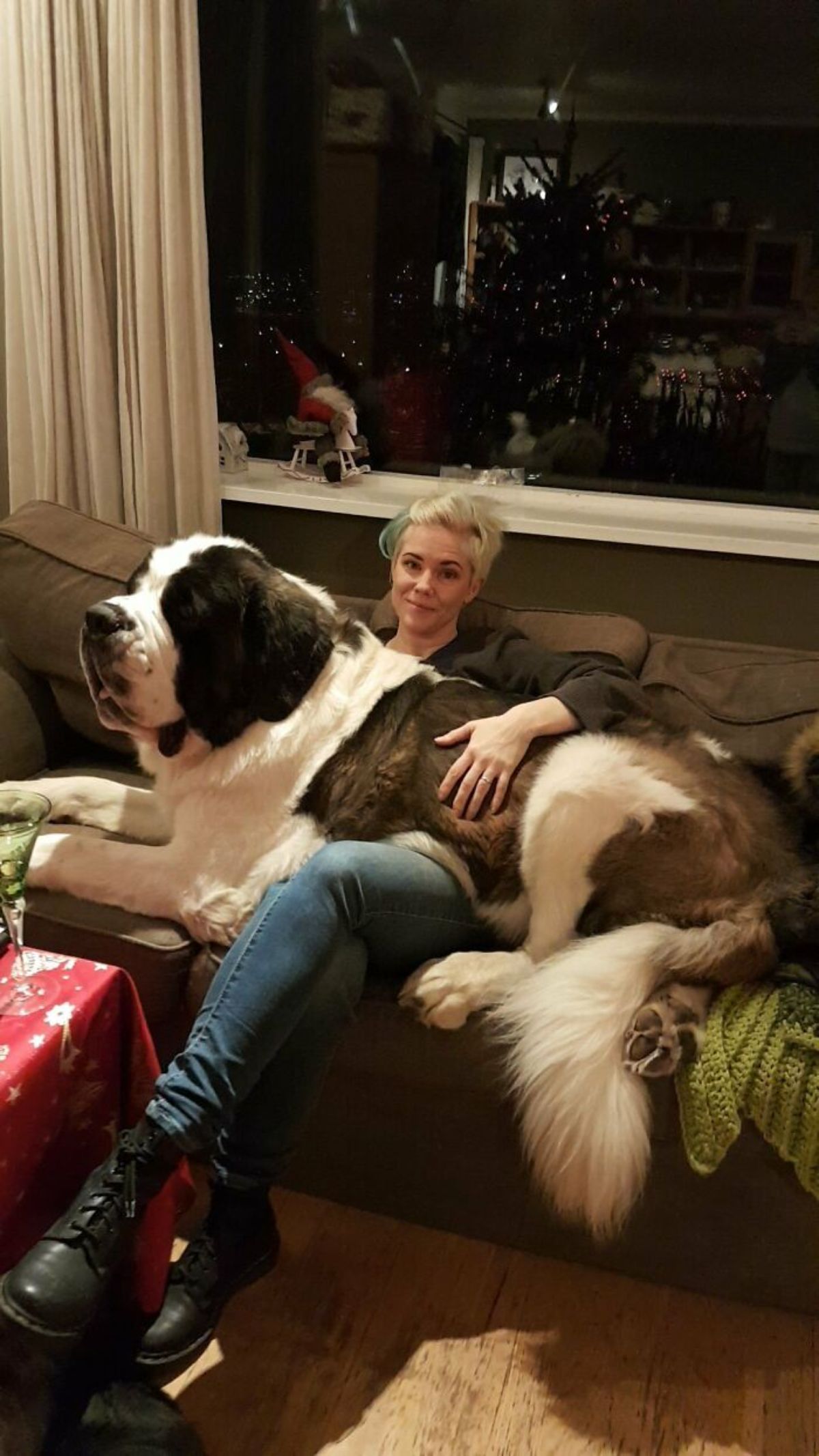 brown white and black st bernard laying across a woman's lap