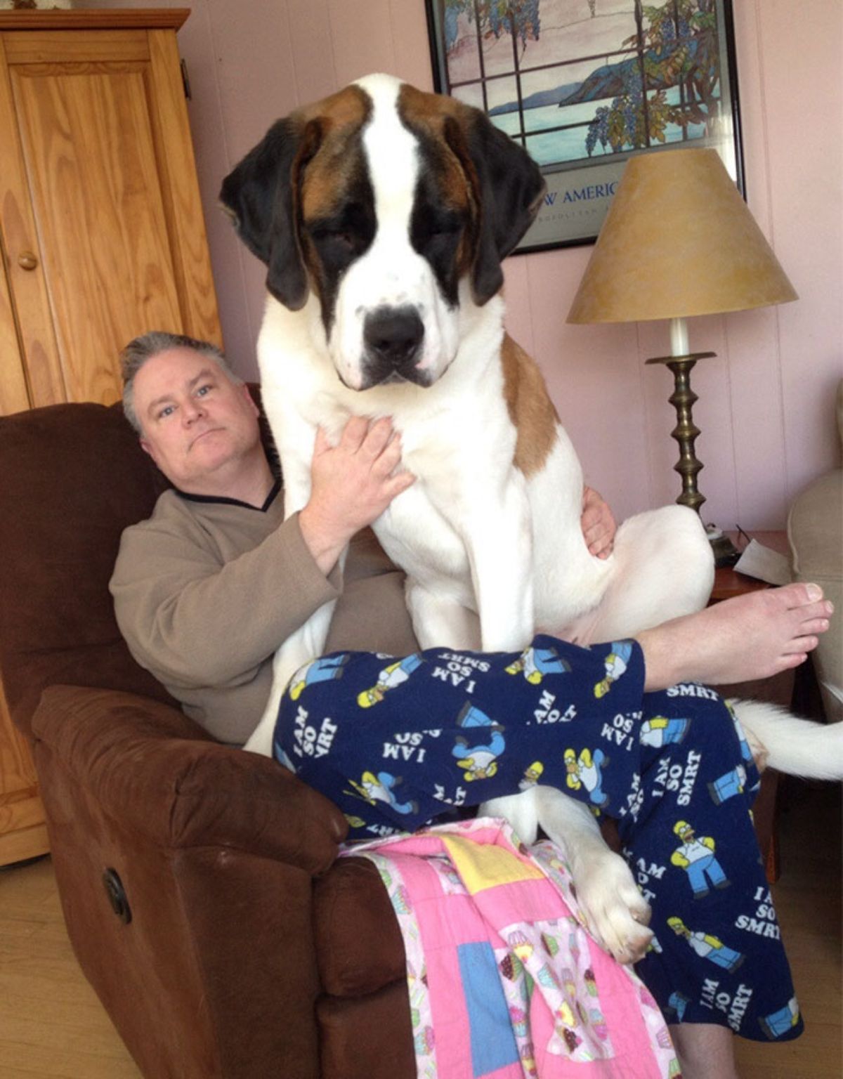 brown white and black st bernard sitting on an old man's lap
