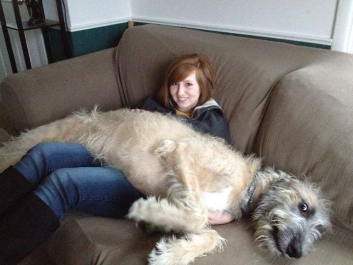 brown white and grey irish wolfhound laying across a woman's lap on a brown sofa