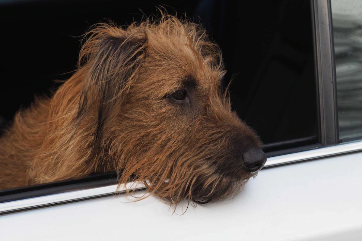 brown wiry-haired dog sticking head out of a white car window