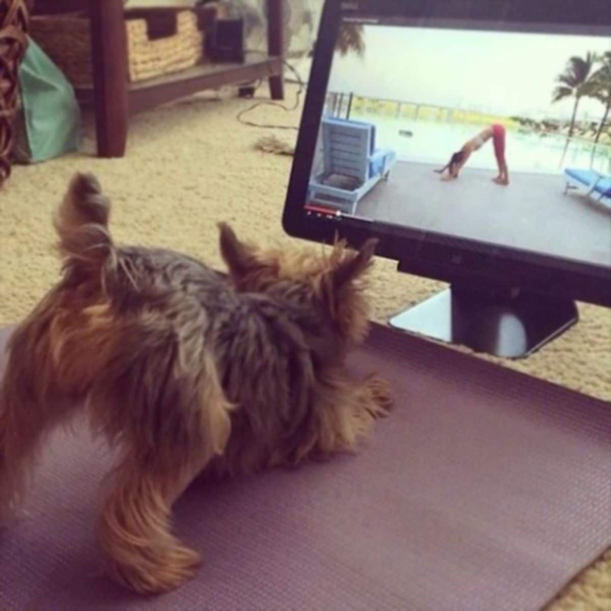 brown yorkshire terrier on a brown yoga mat doing a downward dog yoga pose while watching a woman doing the same on a screen
