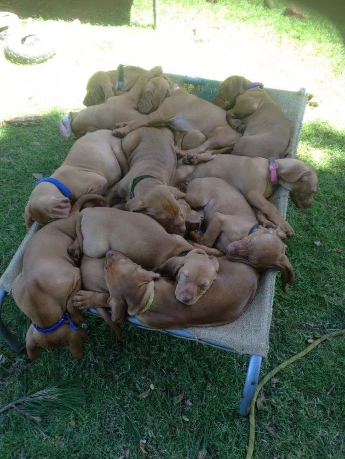 bunch of brown puppies sleeping on a blue bed on the grass