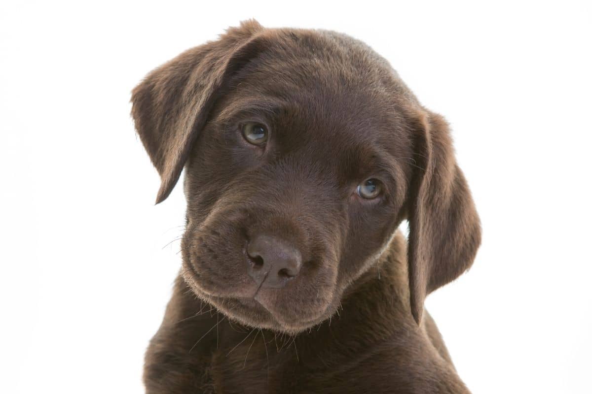 Chocolate Labrador puppy looking into the camera on white background.