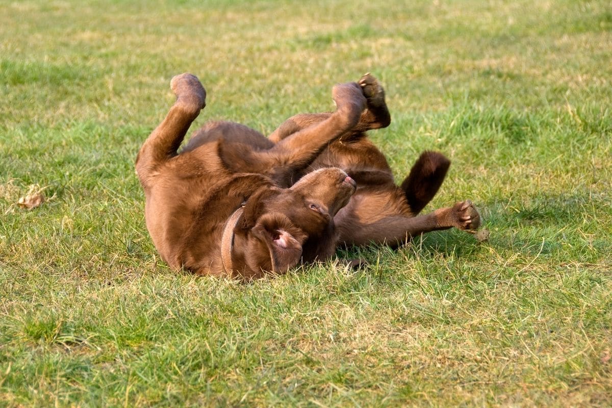 Chocolate labrador lying on his back on green grass.