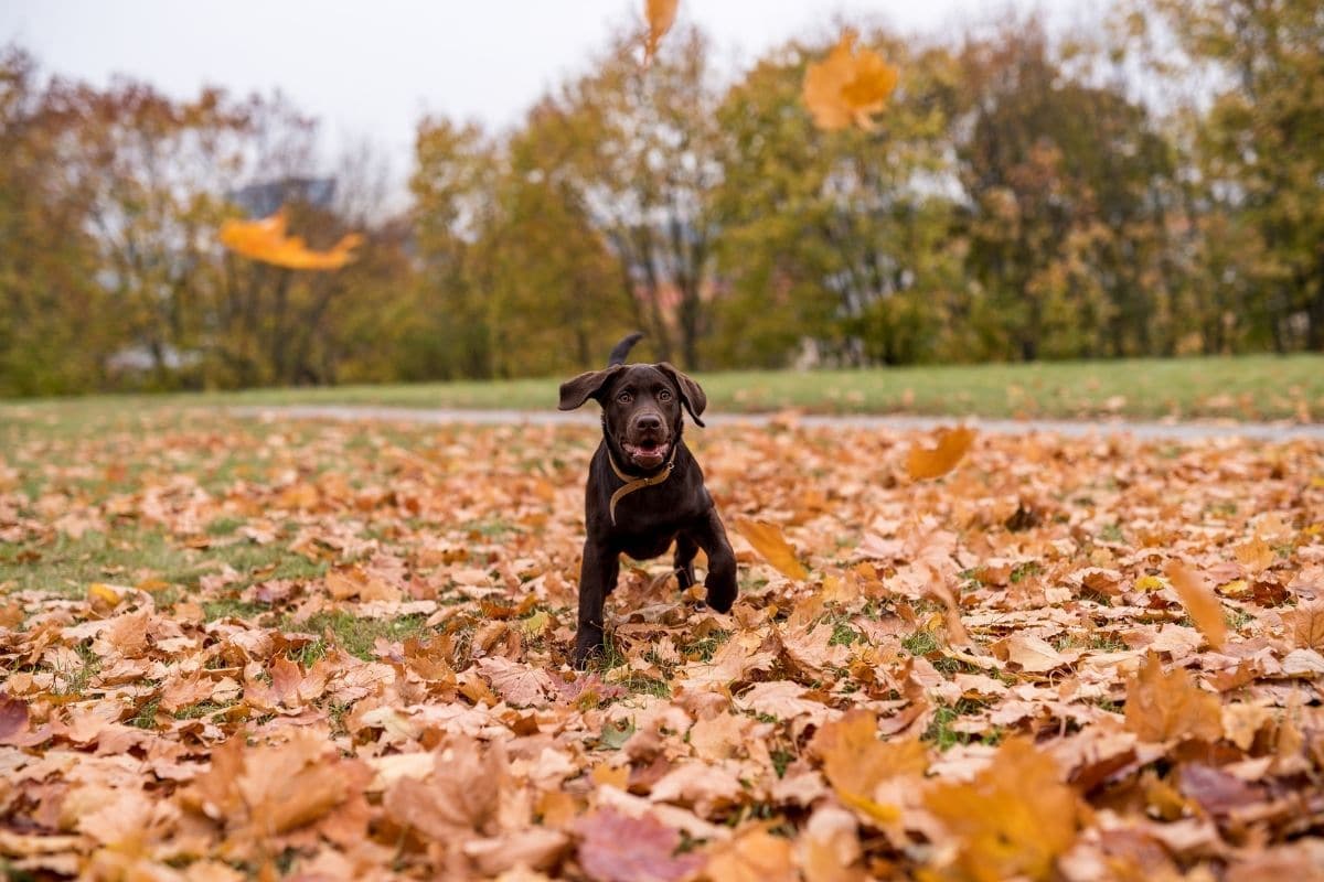 Chocolate labrador puppy running on fallen leaves.