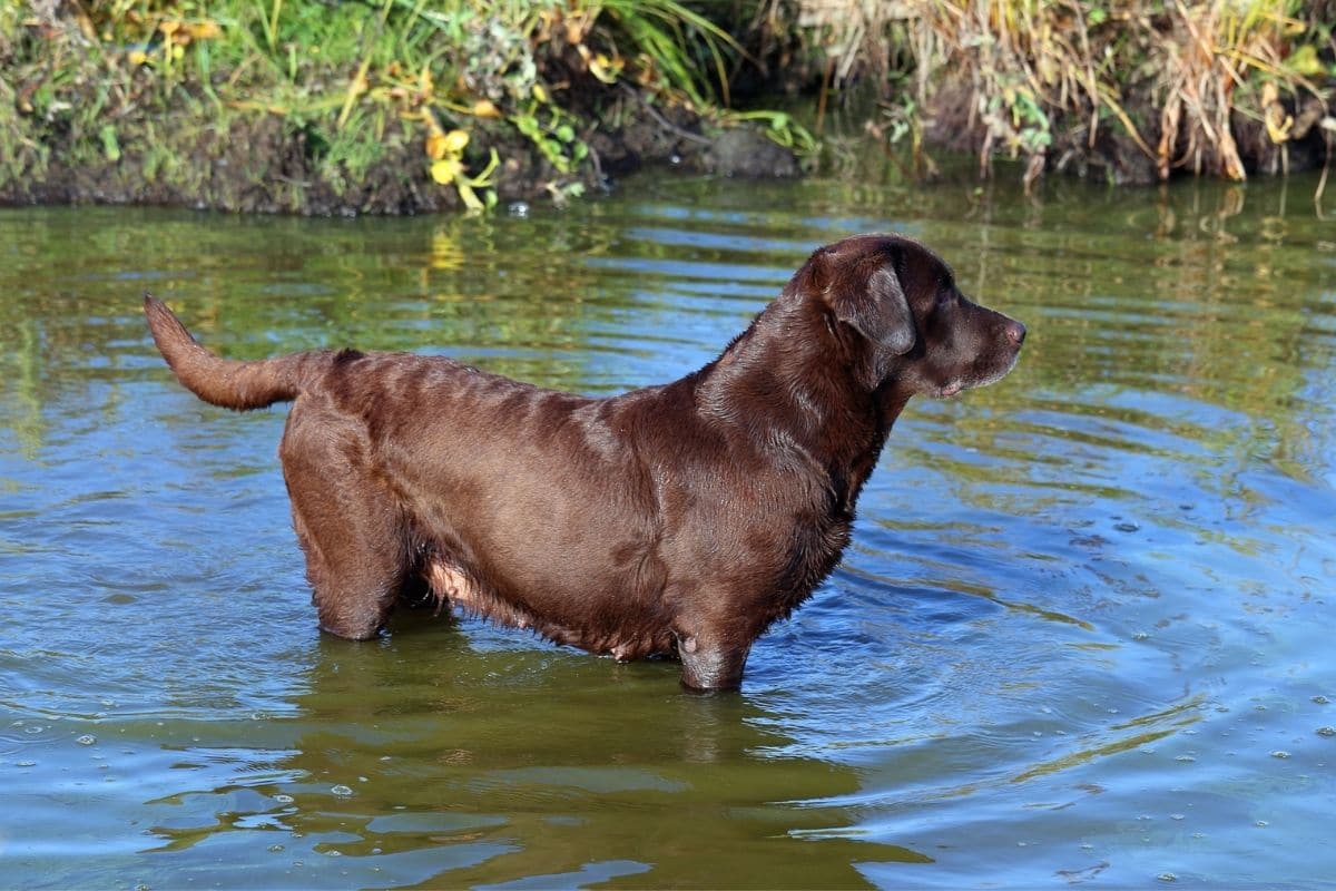 Chocolate labrador female standing in water.
