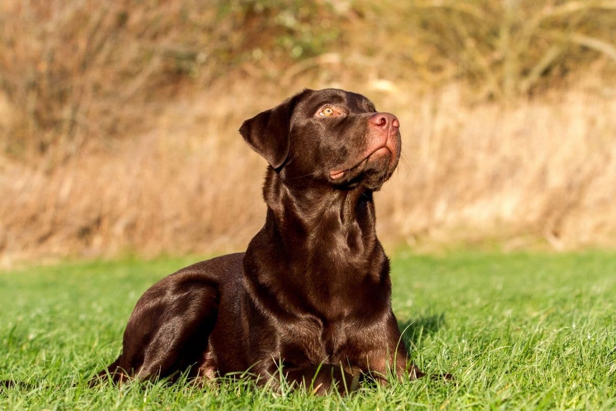 Chocolate Labrador male sitting on green grass looking upwards.