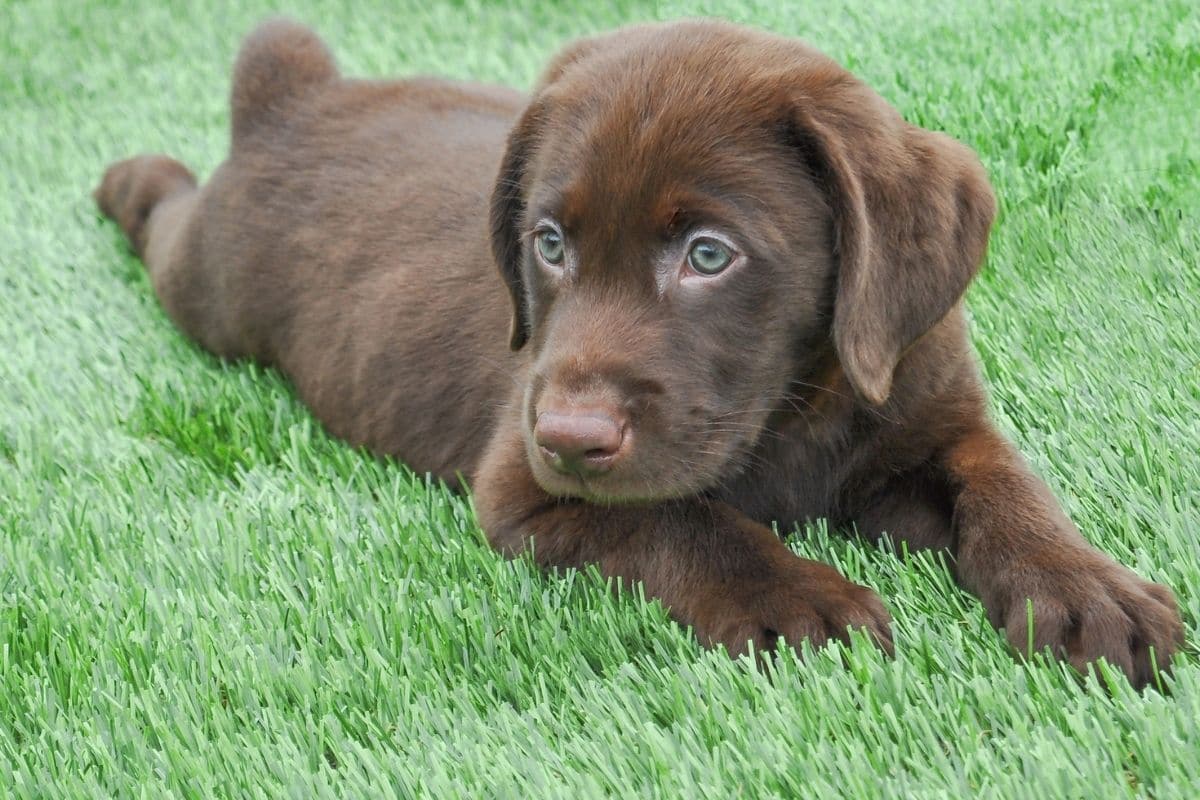 Cute chocolate labrador puppy lying on green grass.