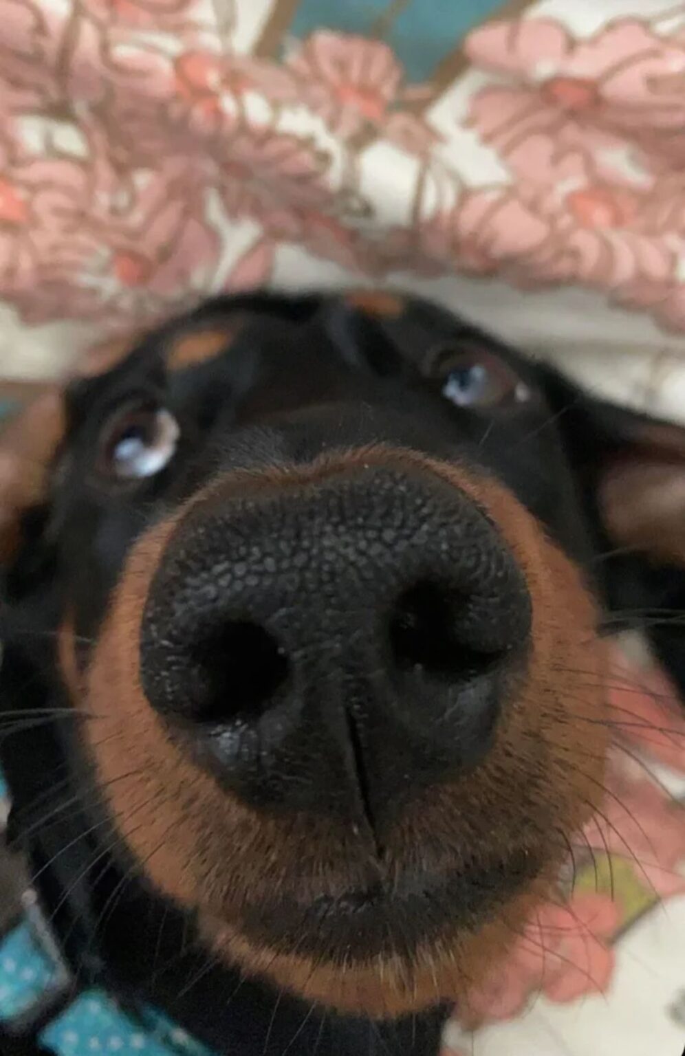 50 Pupper Snoots That You Will Definitely Want To Boop! - Dog Dispatch