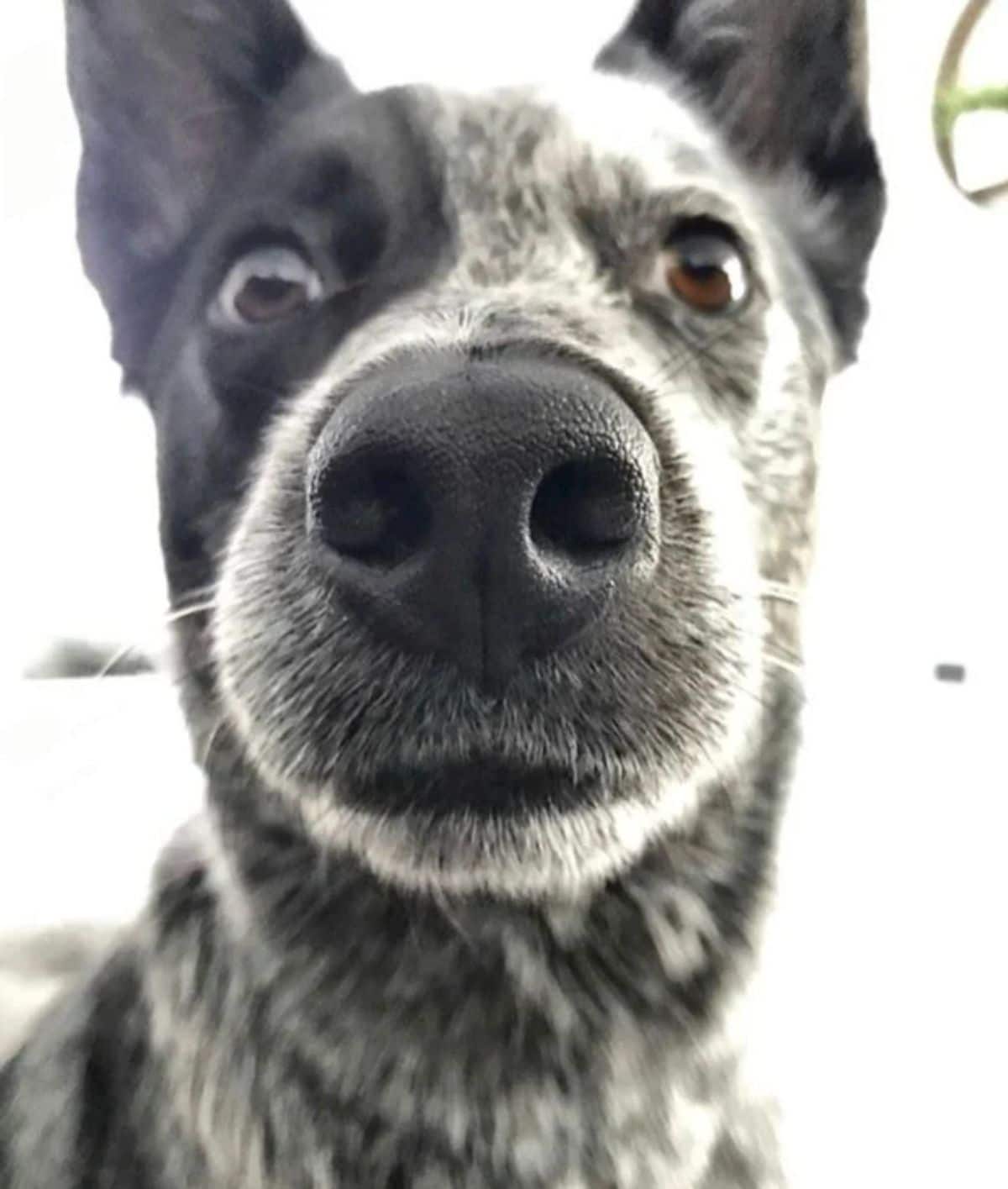 close up of black and white heeler's face