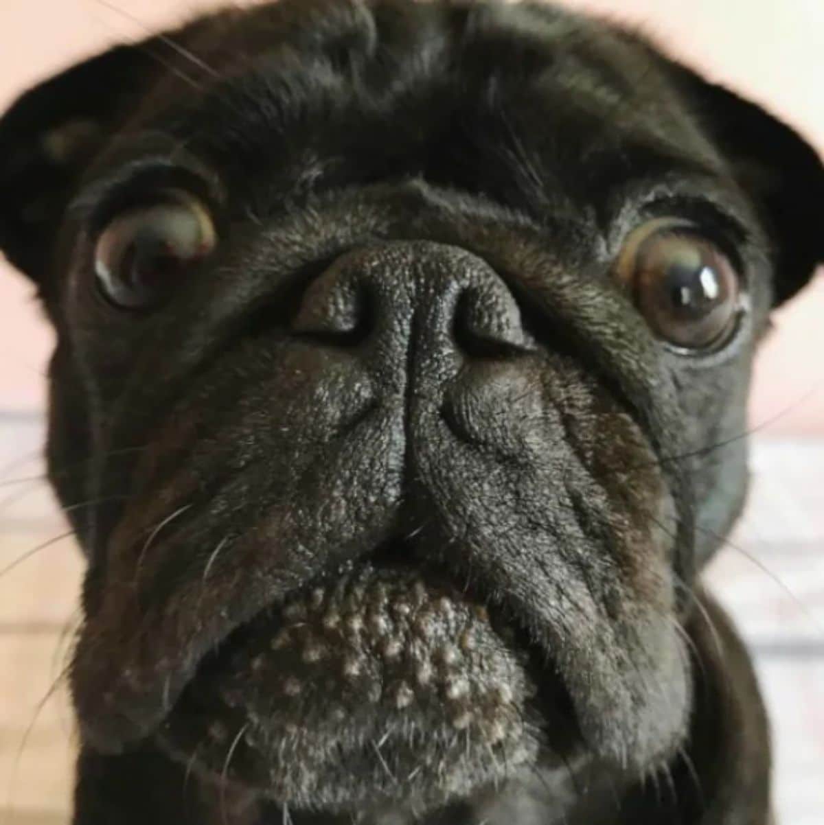 close up of black pug's face