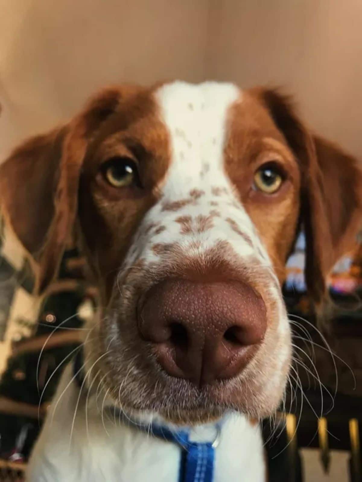 close up of brown and white dog's face