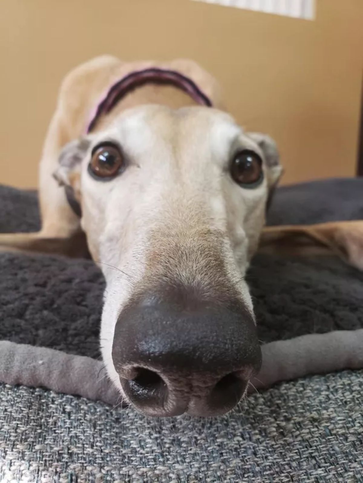 close up of brown and white greyhound's face