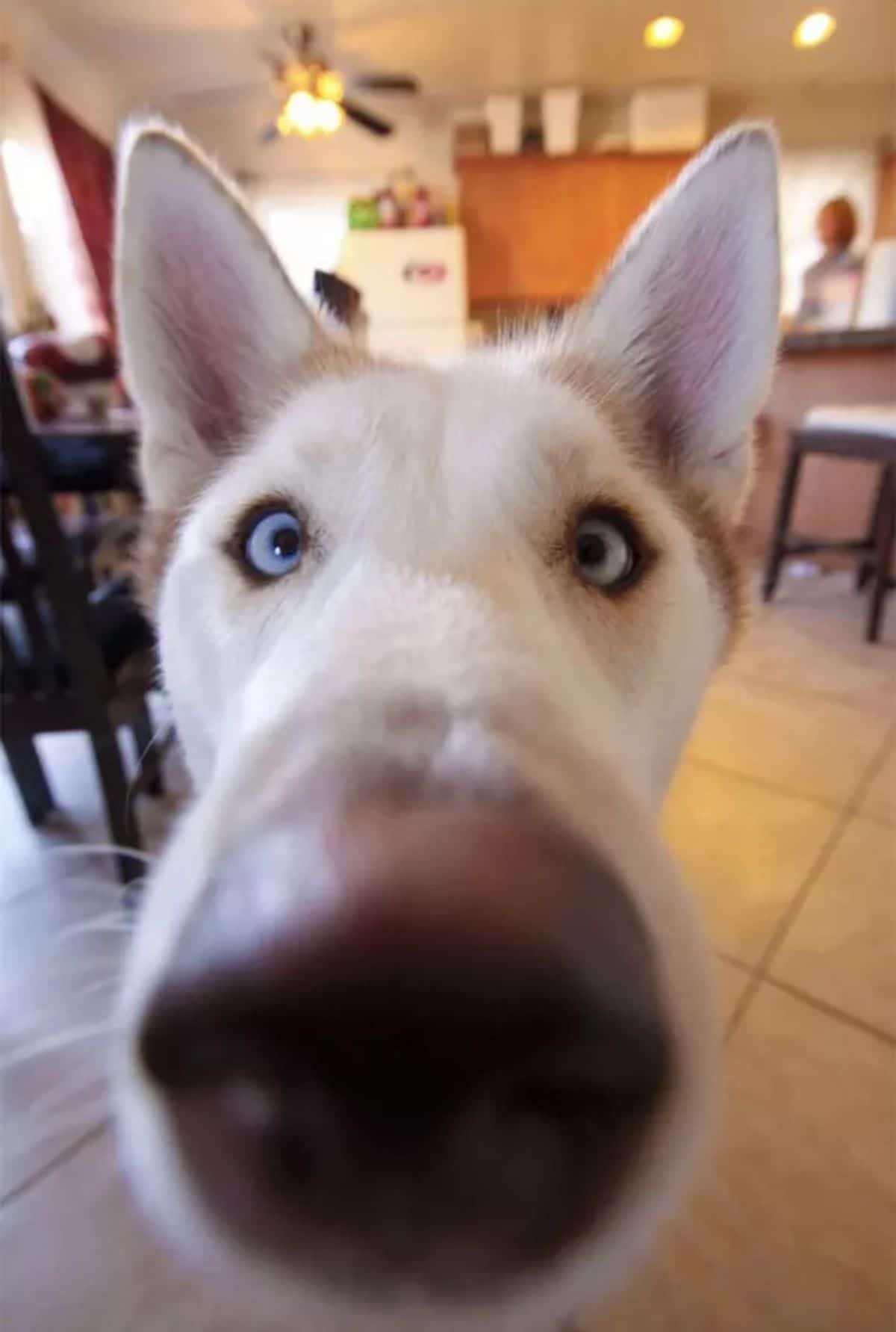 close up of brown and white husky's face